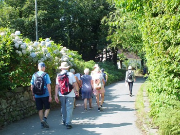 TWalk2019hydrangeasforweb.JPG