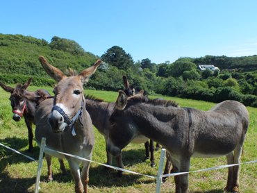 TranquillityWalk2012donkeys.JPG